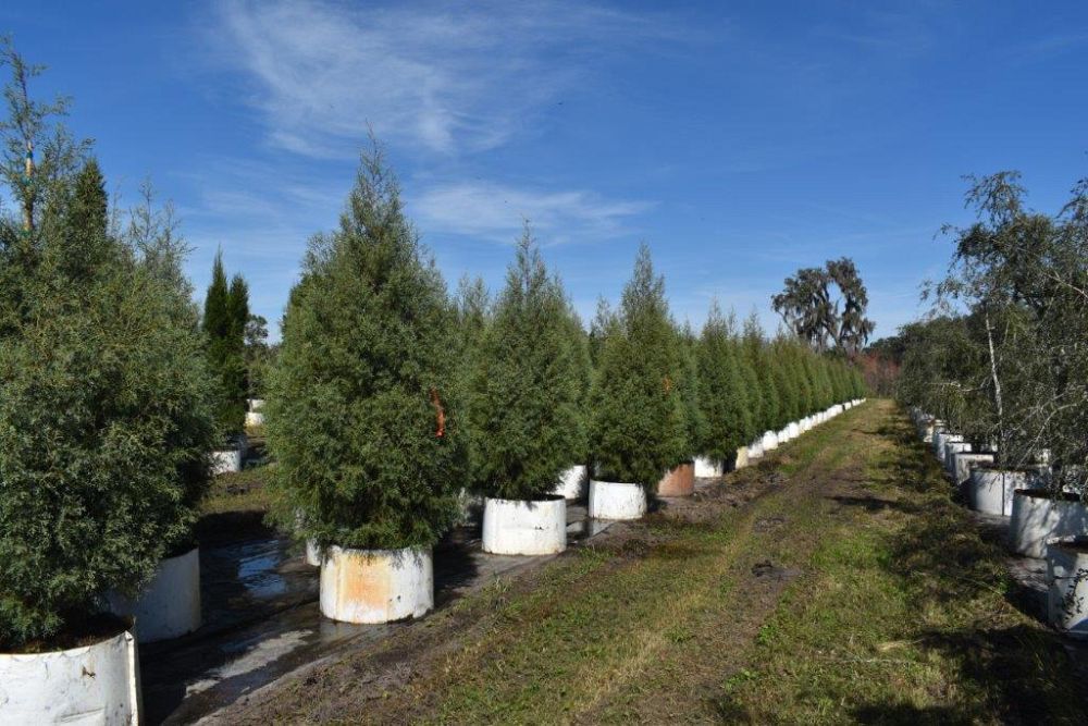 cupressus-arizonica-glabra-carolina-sapphire-arizona-blue-cypress-smooth-bark-arizona-cypress-callitropsis-glabra