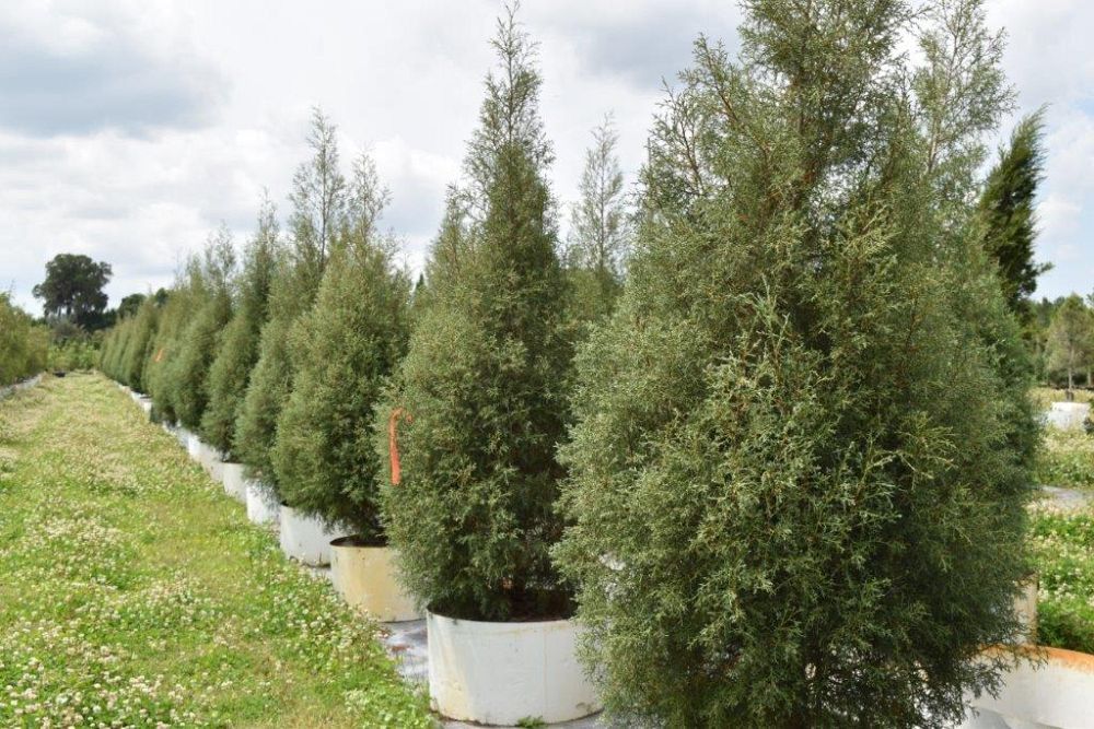 cupressus-arizonica-glabra-carolina-sapphire-arizona-blue-cypress-smooth-bark-arizona-cypress-callitropsis-glabra