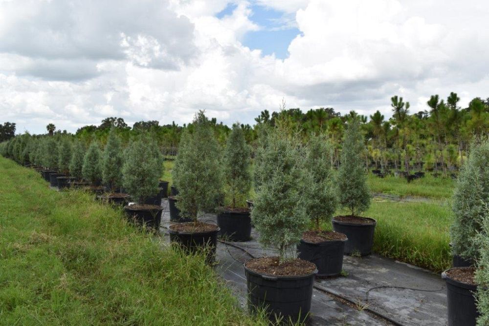 cupressus-arizonica-glabra-carolina-sapphire-arizona-blue-cypress-smooth-bark-arizona-cypress-callitropsis-glabra