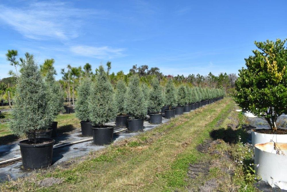 cupressus-arizonica-glabra-carolina-sapphire-arizona-blue-cypress-smooth-bark-arizona-cypress-callitropsis-glabra