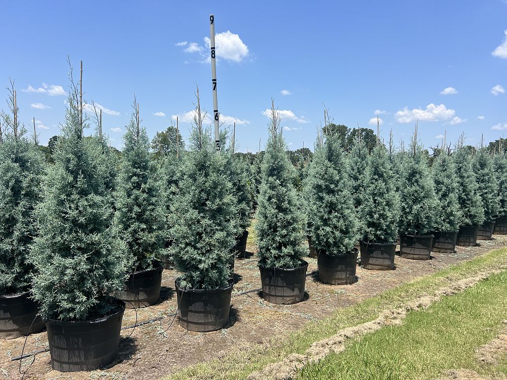 cupressus-arizonica-glabra-carolina-sapphire-arizona-blue-cypress-smooth-bark-arizona-cypress-callitropsis-glabra
