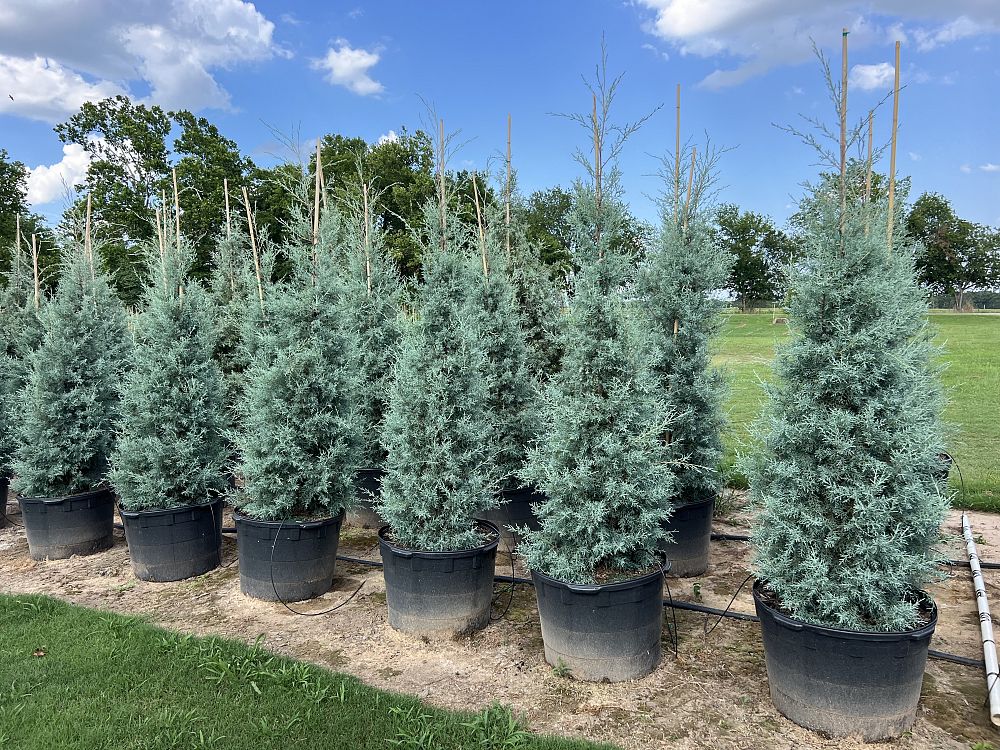 cupressus-arizonica-glabra-carolina-sapphire-arizona-blue-cypress-smooth-bark-arizona-cypress-callitropsis-glabra