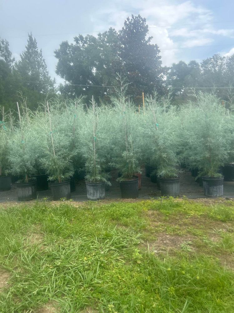 cupressus-arizonica-glabra-carolina-sapphire-arizona-blue-cypress-smooth-bark-arizona-cypress-callitropsis-glabra