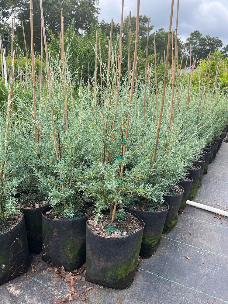 cupressus-arizonica-glabra-carolina-sapphire-arizona-blue-cypress-smooth-bark-arizona-cypress-callitropsis-glabra