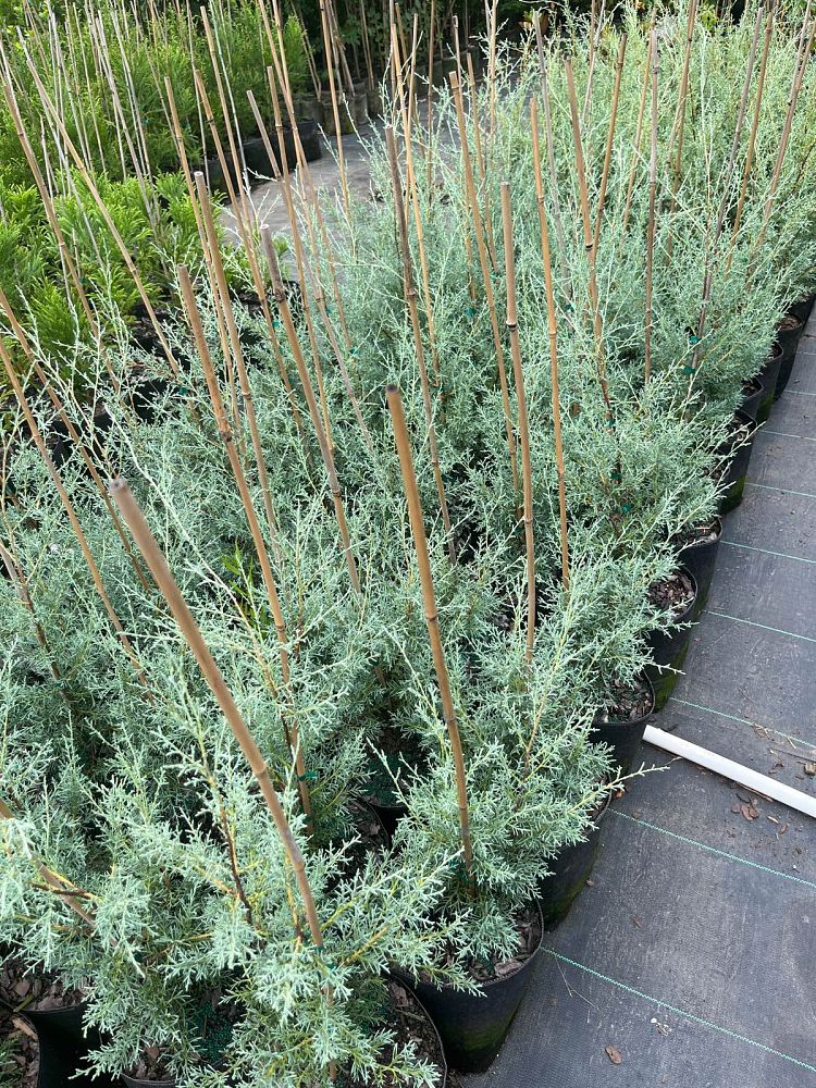 cupressus-arizonica-glabra-carolina-sapphire-arizona-blue-cypress-smooth-bark-arizona-cypress-callitropsis-glabra