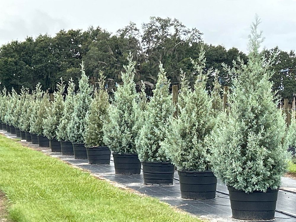 cupressus-arizonica-glabra-carolina-sapphire-arizona-blue-cypress-smooth-bark-arizona-cypress-callitropsis-glabra