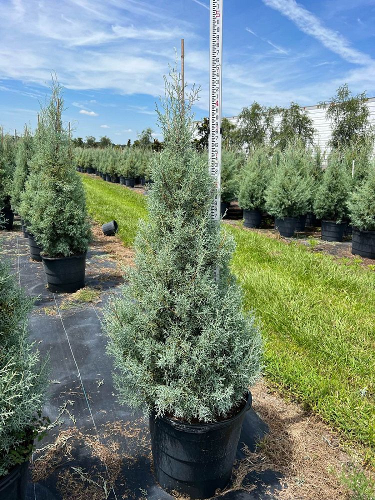 cupressus-arizonica-glabra-carolina-sapphire-arizona-blue-cypress-smooth-bark-arizona-cypress-callitropsis-glabra