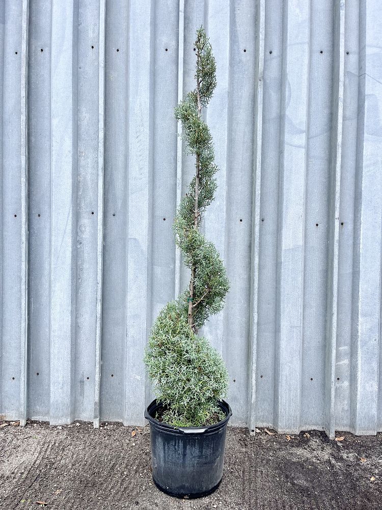 cupressus-arizonica-glabra-carolina-sapphire-arizona-blue-cypress-smooth-bark-arizona-cypress-callitropsis-glabra