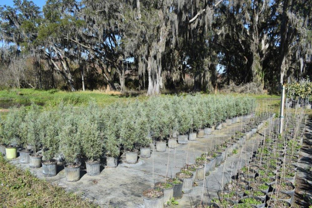 cupressus-arizonica-glabra-carolina-sapphire-arizona-blue-cypress-smooth-bark-arizona-cypress-callitropsis-glabra