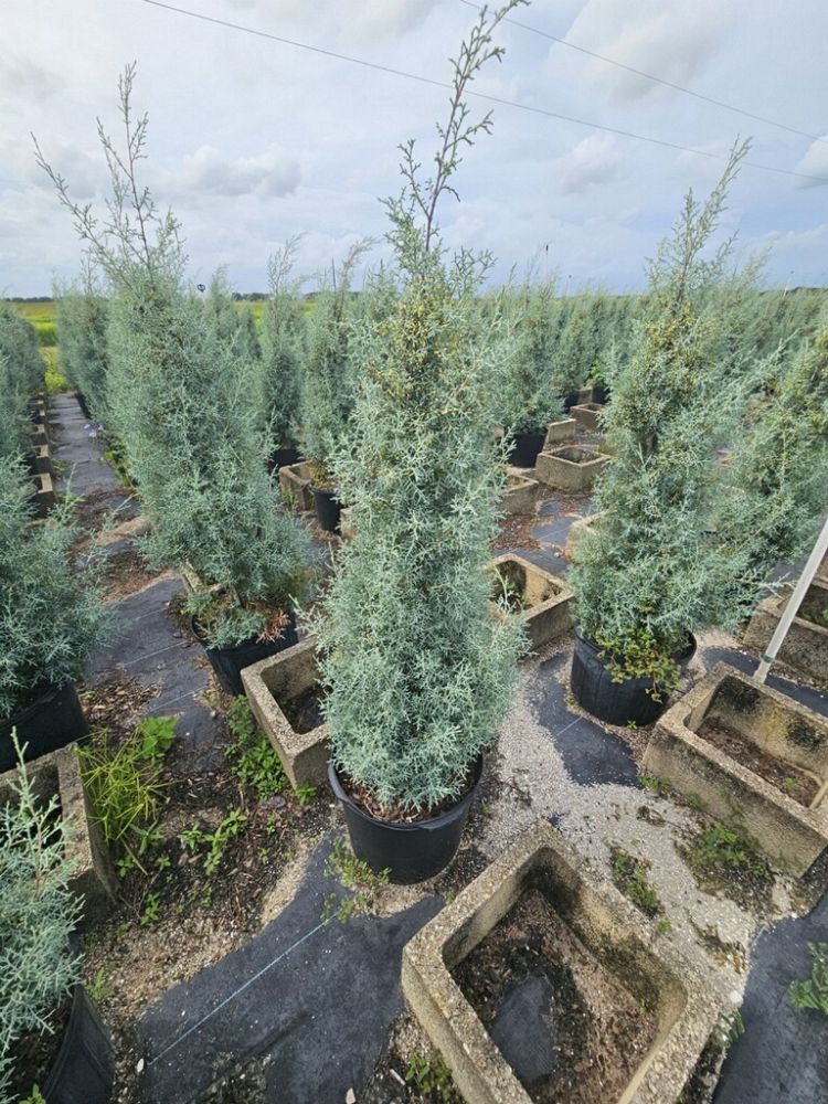 cupressus-arizonica-glabra-carolina-sapphire-arizona-blue-cypress-smooth-bark-arizona-cypress-callitropsis-glabra