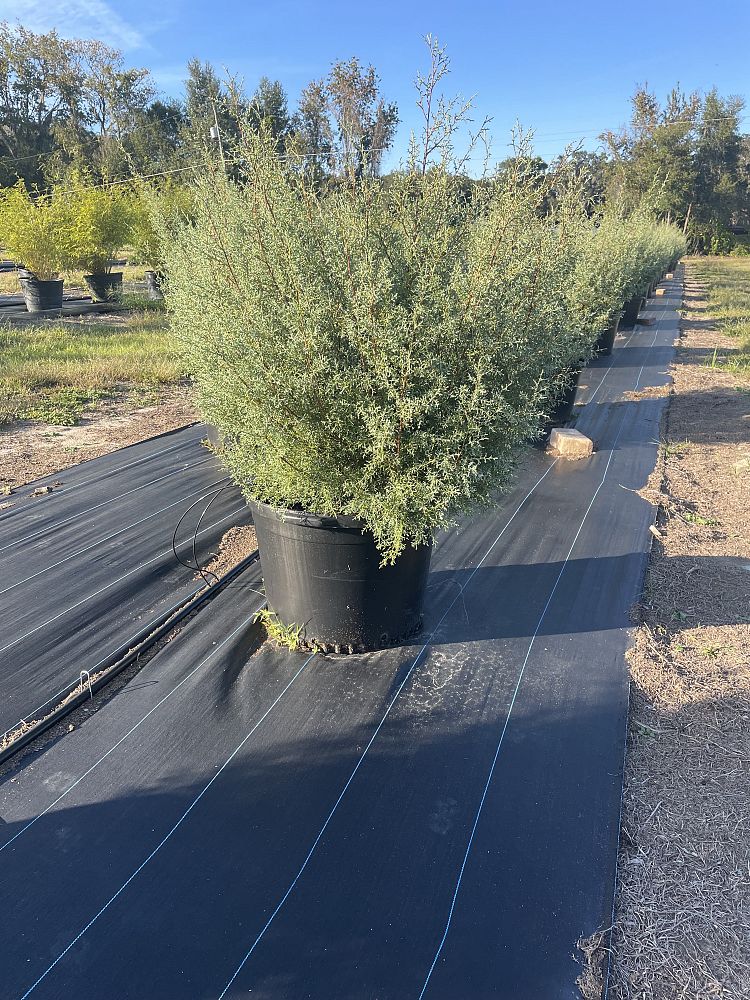 cupressus-arizonica-glabra-carolina-sapphire-arizona-blue-cypress-smooth-bark-arizona-cypress-callitropsis-glabra