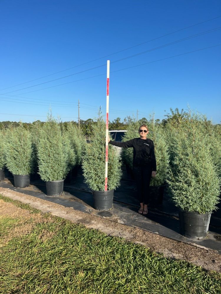 cupressus-arizonica-glabra-carolina-sapphire-arizona-blue-cypress-smooth-bark-arizona-cypress-callitropsis-glabra