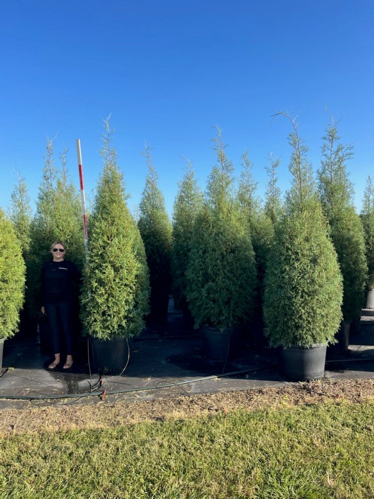cupressus-arizonica-glabra-carolina-sapphire-arizona-blue-cypress-smooth-bark-arizona-cypress-callitropsis-glabra