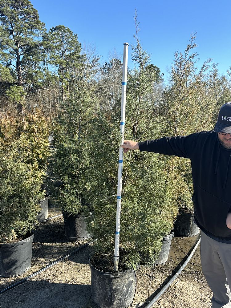 cupressus-arizonica-glabra-carolina-sapphire-arizona-blue-cypress-smooth-bark-arizona-cypress-callitropsis-glabra