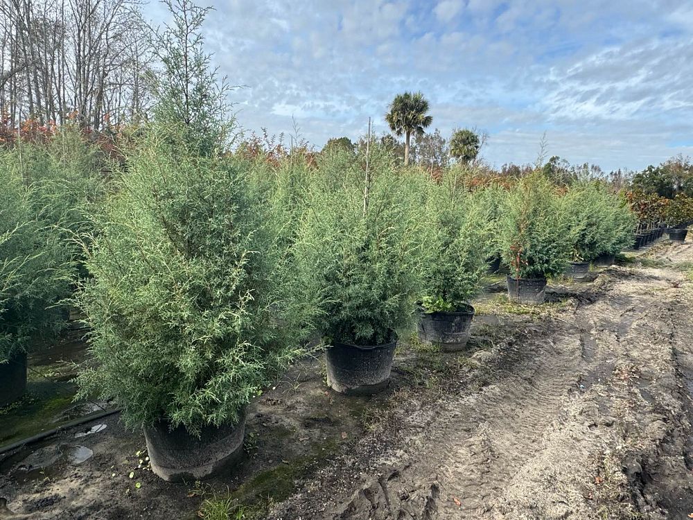 cupressus-arizonica-glabra-carolina-sapphire-arizona-blue-cypress-smooth-bark-arizona-cypress-callitropsis-glabra