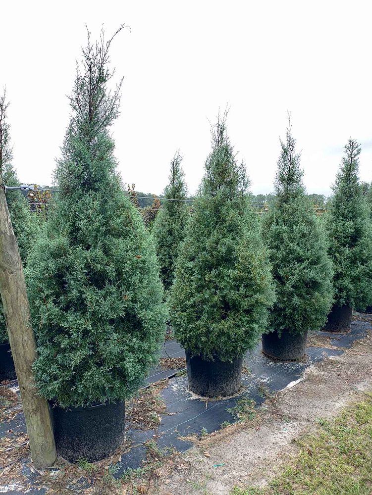 cupressus-arizonica-glabra-carolina-sapphire-arizona-blue-cypress-smooth-bark-arizona-cypress-callitropsis-glabra