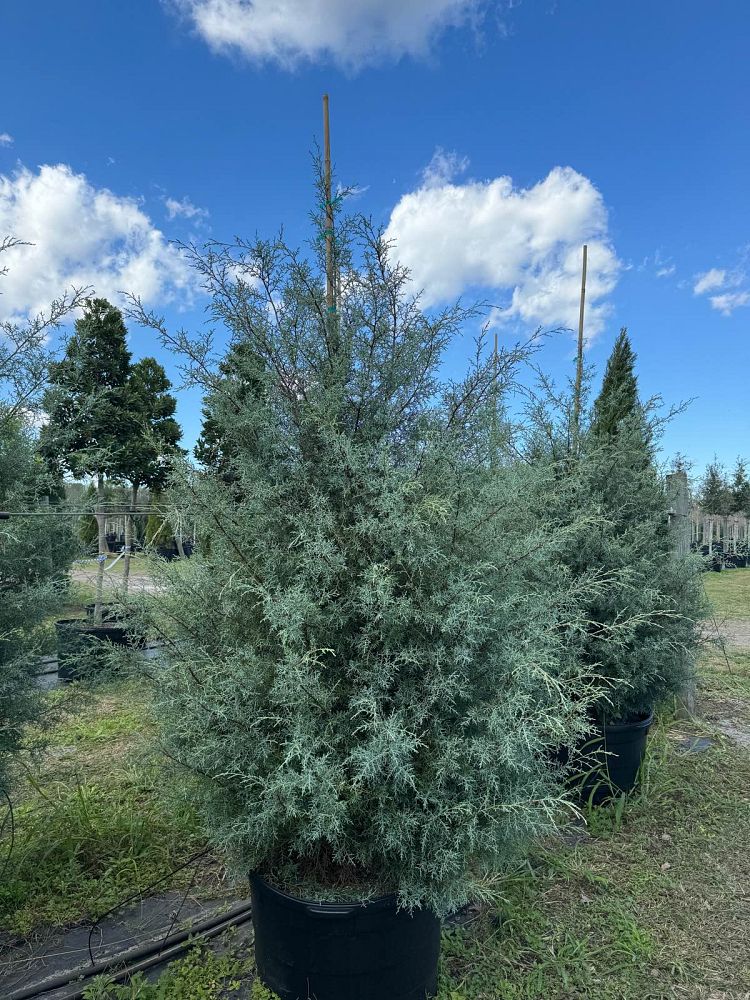 cupressus-arizonica-glabra-carolina-sapphire-arizona-blue-cypress-smooth-bark-arizona-cypress-callitropsis-glabra