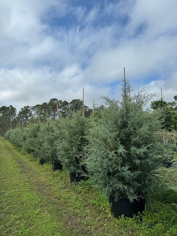 cupressus-arizonica-glabra-carolina-sapphire-arizona-blue-cypress-smooth-bark-arizona-cypress-callitropsis-glabra