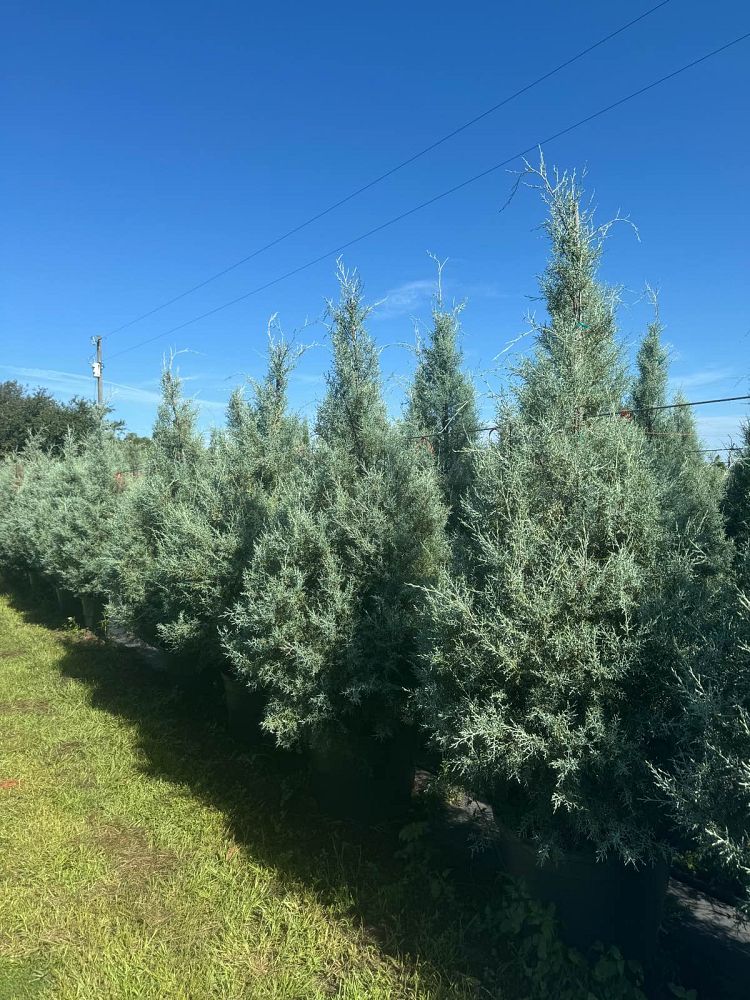 cupressus-arizonica-glabra-carolina-sapphire-arizona-blue-cypress-smooth-bark-arizona-cypress-callitropsis-glabra