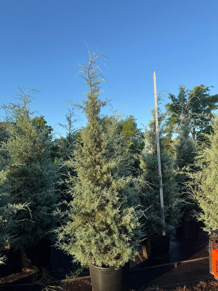 cupressus-arizonica-glabra-carolina-sapphire-arizona-blue-cypress-smooth-bark-arizona-cypress-callitropsis-glabra