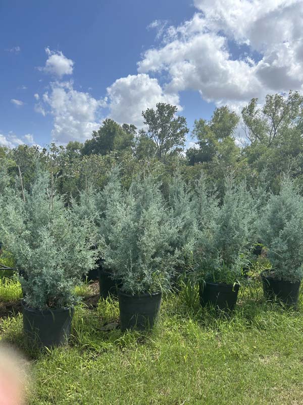 cupressus-arizonica-glabra-carolina-sapphire-arizona-blue-cypress-smooth-bark-arizona-cypress-callitropsis-glabra