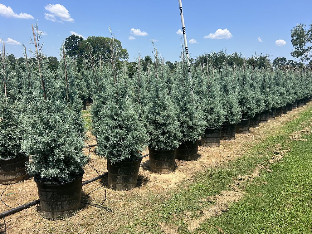 cupressus-arizonica-glabra-carolina-sapphire-arizona-blue-cypress-smooth-bark-arizona-cypress-callitropsis-glabra