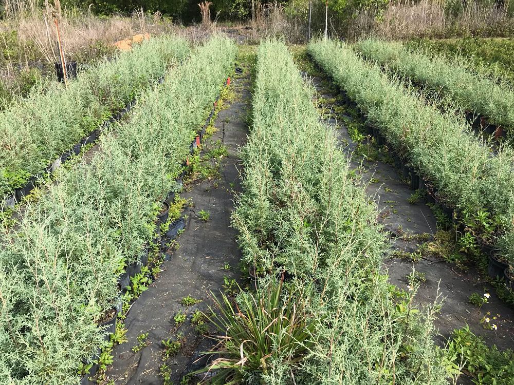 cupressus-arizonica-glabra-carolina-sapphire-arizona-blue-cypress-smooth-bark-arizona-cypress-callitropsis-glabra