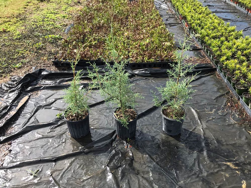 cupressus-arizonica-glabra-carolina-sapphire-arizona-blue-cypress-smooth-bark-arizona-cypress-callitropsis-glabra