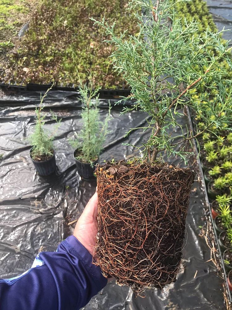 cupressus-arizonica-glabra-carolina-sapphire-arizona-blue-cypress-smooth-bark-arizona-cypress-callitropsis-glabra