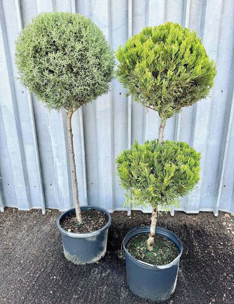 cupressus-arizonica-glabra-carolina-sapphire-arizona-blue-cypress-smooth-bark-arizona-cypress-callitropsis-glabra