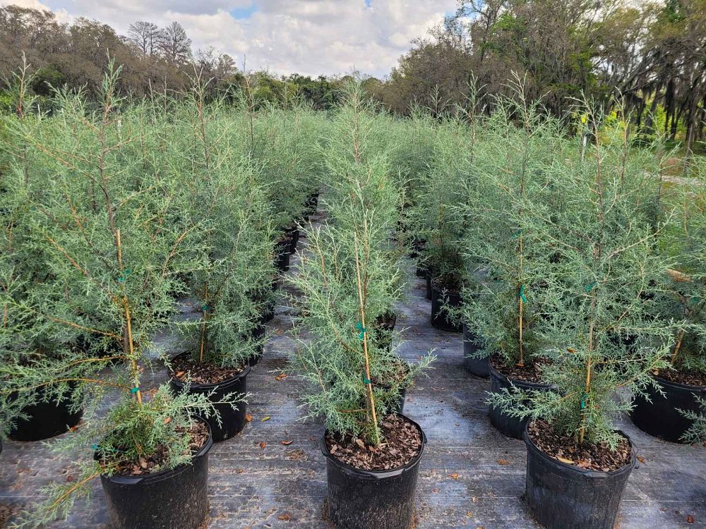 cupressus-arizonica-glabra-carolina-sapphire-arizona-blue-cypress-smooth-bark-arizona-cypress-callitropsis-glabra