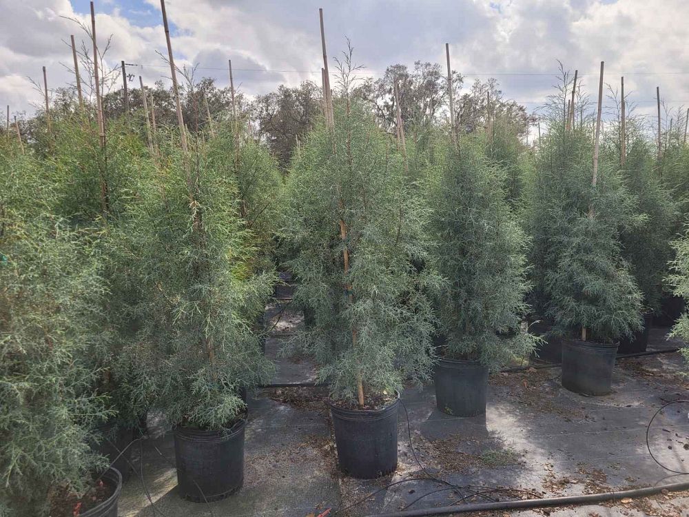 cupressus-arizonica-glabra-carolina-sapphire-arizona-blue-cypress-smooth-bark-arizona-cypress-callitropsis-glabra