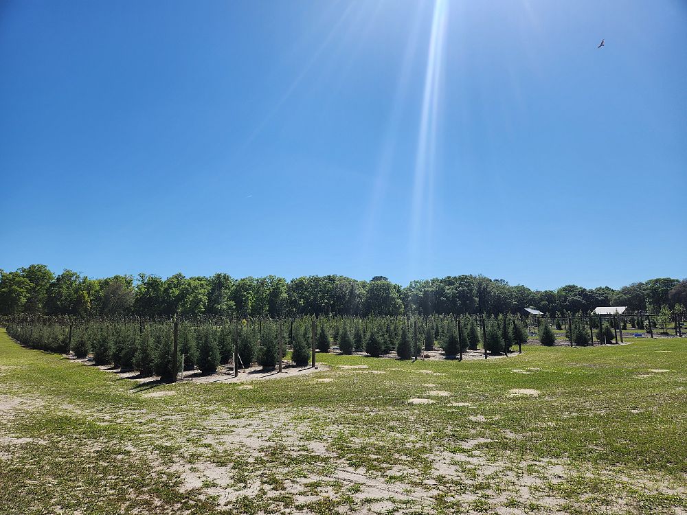 cupressus-arizonica-glabra-carolina-sapphire-arizona-blue-cypress-smooth-bark-arizona-cypress-callitropsis-glabra