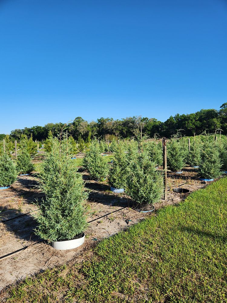 cupressus-arizonica-glabra-carolina-sapphire-arizona-blue-cypress-smooth-bark-arizona-cypress-callitropsis-glabra