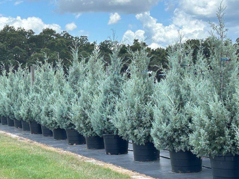 Sumter Gardens Tree Nursery | plantANT.com