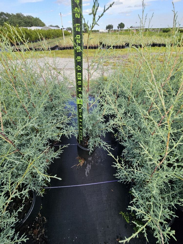 cupressus-arizonica-glabra-carolina-sapphire-arizona-blue-cypress-smooth-bark-arizona-cypress-callitropsis-glabra