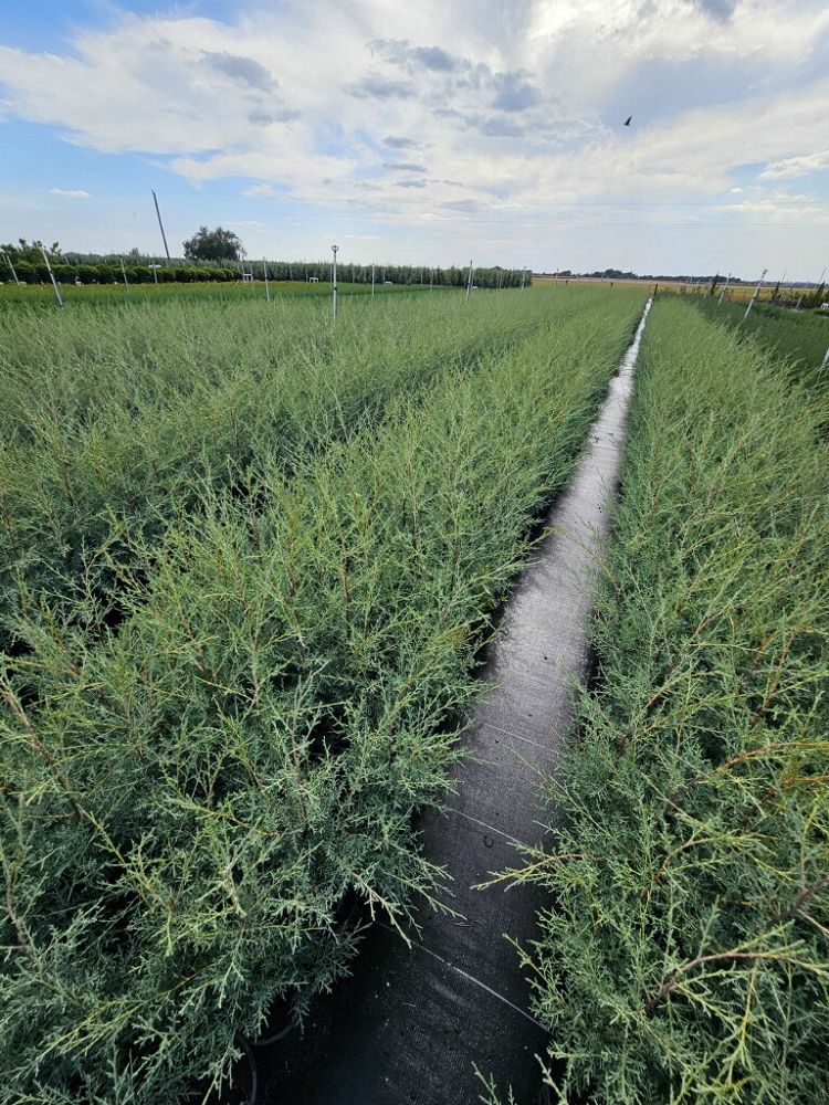 cupressus-arizonica-glabra-carolina-sapphire-arizona-blue-cypress-smooth-bark-arizona-cypress-callitropsis-glabra