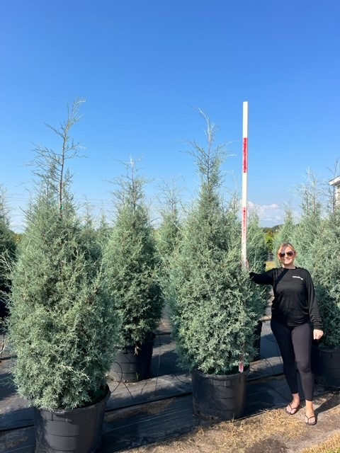 cupressus-arizonica-glabra-carolina-sapphire-arizona-blue-cypress-smooth-bark-arizona-cypress-callitropsis-glabra