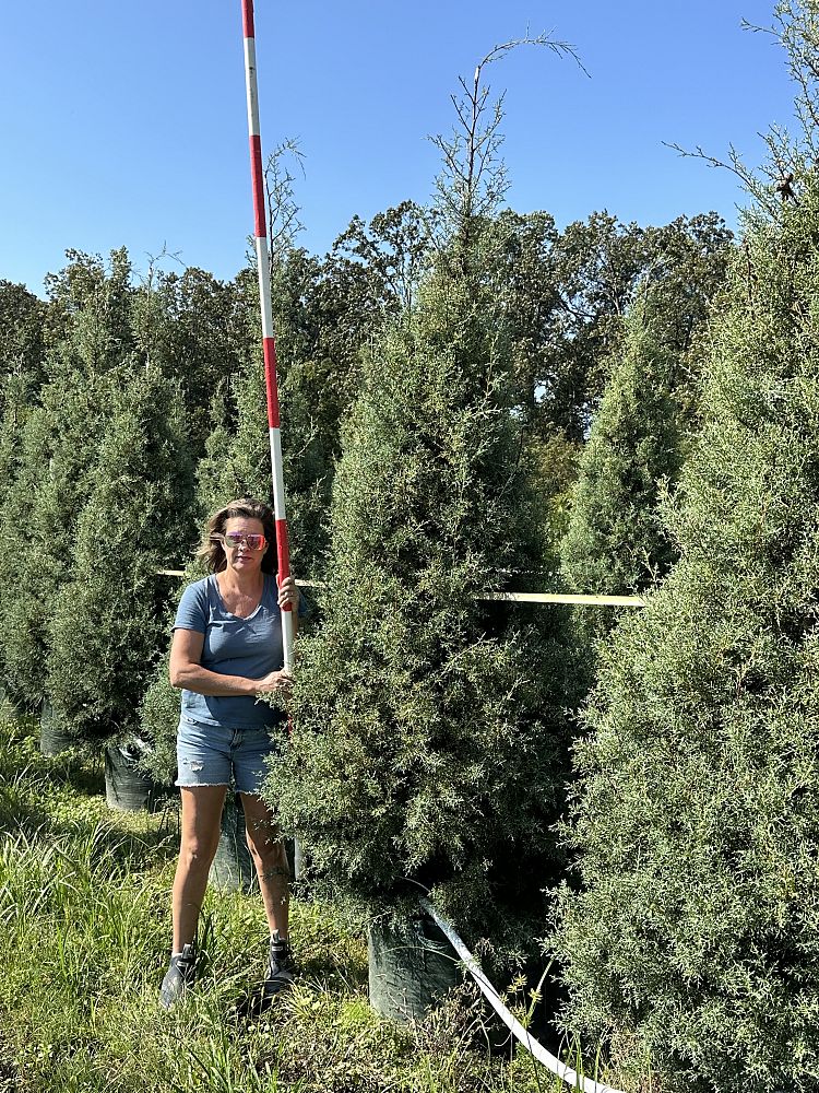 cupressus-arizonica-glabra-carolina-sapphire-arizona-blue-cypress-smooth-bark-arizona-cypress-callitropsis-glabra