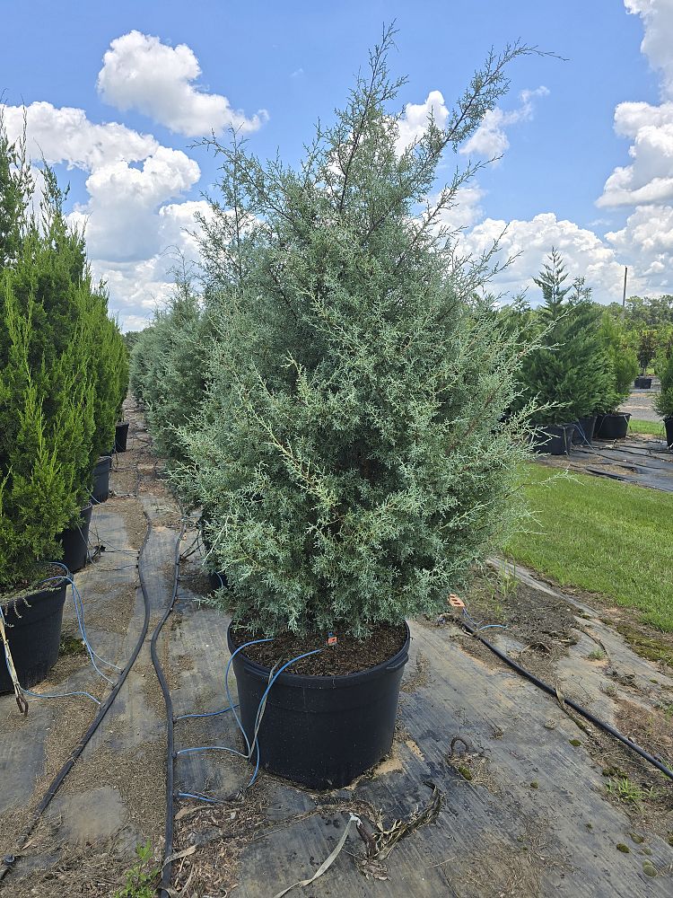 cupressus-arizonica-glabra-carolina-sapphire-arizona-blue-cypress-smooth-bark-arizona-cypress-callitropsis-glabra