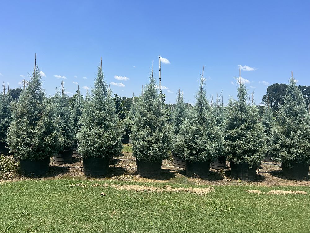cupressus-arizonica-glabra-carolina-sapphire-arizona-blue-cypress-smooth-bark-arizona-cypress-callitropsis-glabra