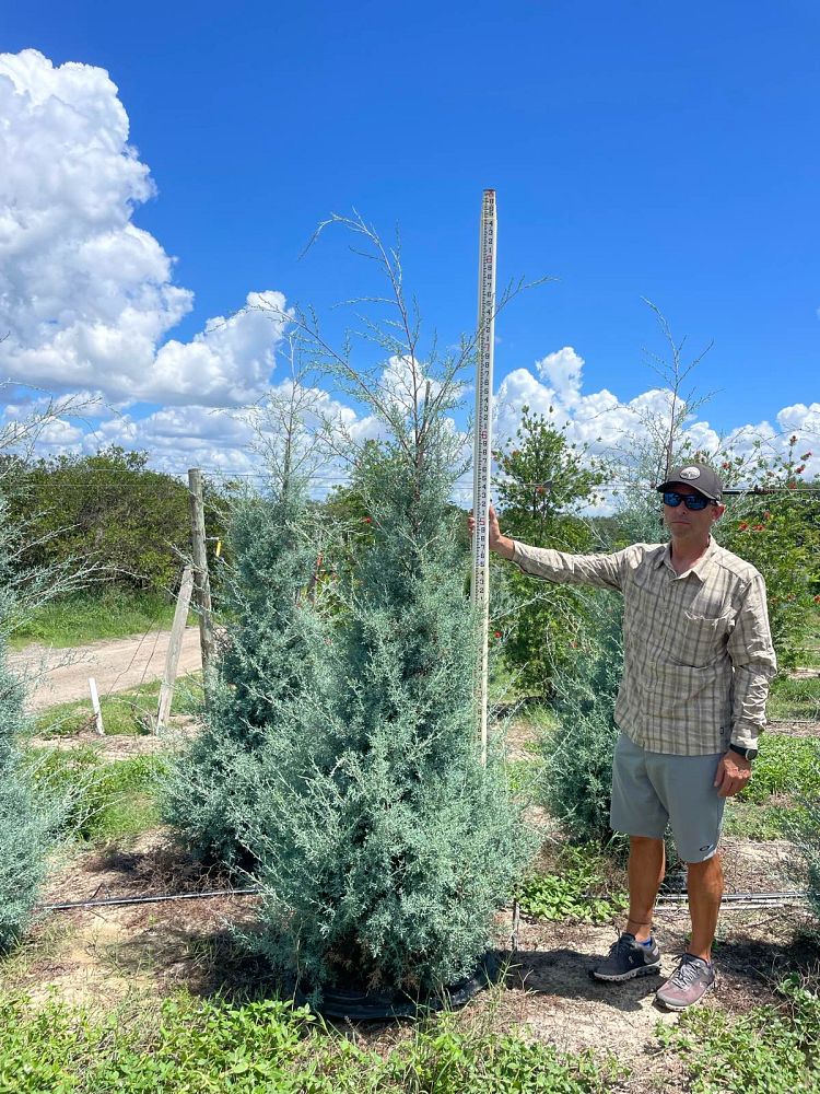 cupressus-arizonica-glabra-carolina-sapphire-arizona-blue-cypress-smooth-bark-arizona-cypress-callitropsis-glabra