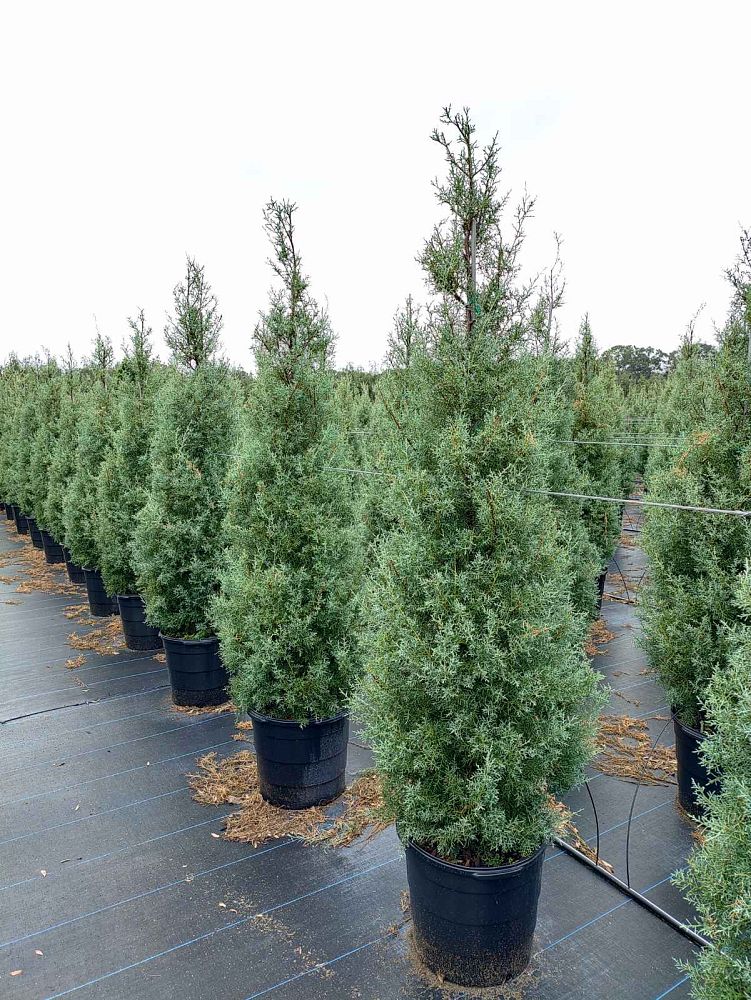 cupressus-arizonica-glabra-carolina-sapphire-arizona-blue-cypress-smooth-bark-arizona-cypress-callitropsis-glabra