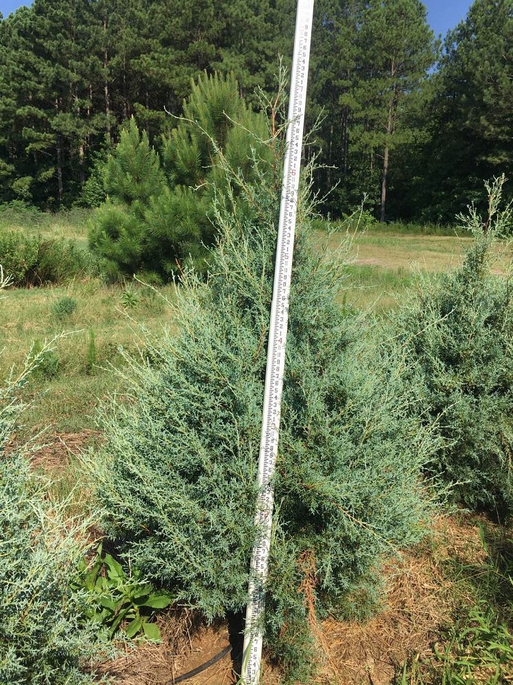 cupressus-arizonica-glabra-carolina-sapphire-arizona-blue-cypress-smooth-bark-arizona-cypress-callitropsis-glabra