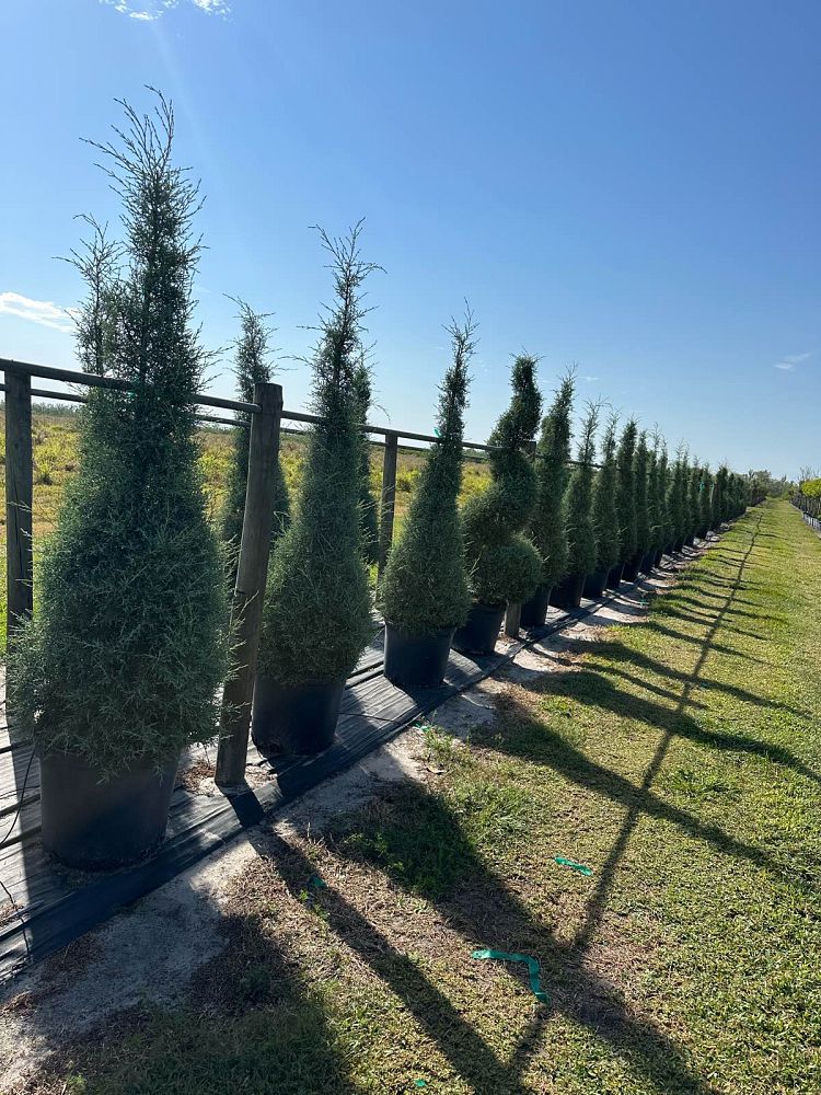 cupressus-arizonica-glabra-carolina-sapphire-arizona-blue-cypress-smooth-bark-arizona-cypress-callitropsis-glabra