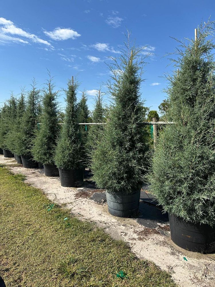 cupressus-arizonica-glabra-carolina-sapphire-arizona-blue-cypress-smooth-bark-arizona-cypress-callitropsis-glabra