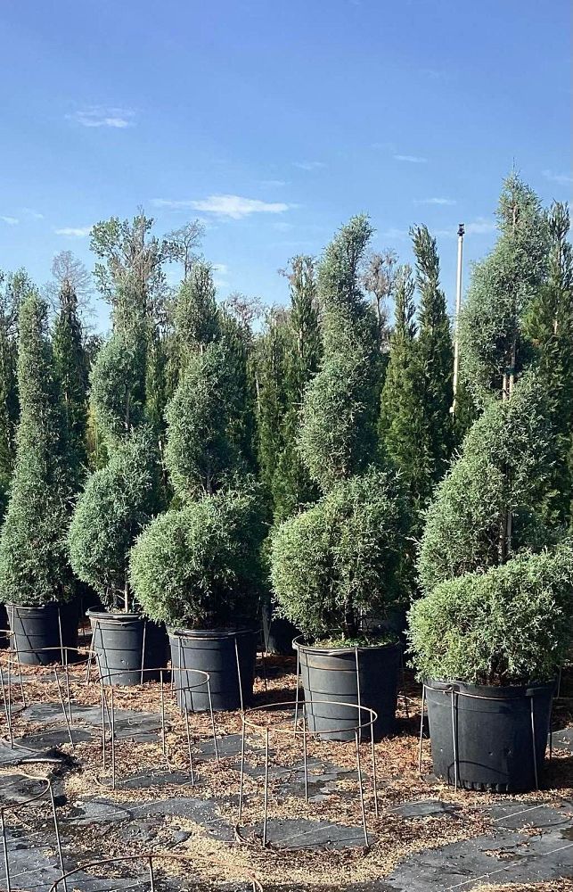 cupressus-arizonica-glabra-carolina-sapphire-arizona-blue-cypress-smooth-bark-arizona-cypress-callitropsis-glabra