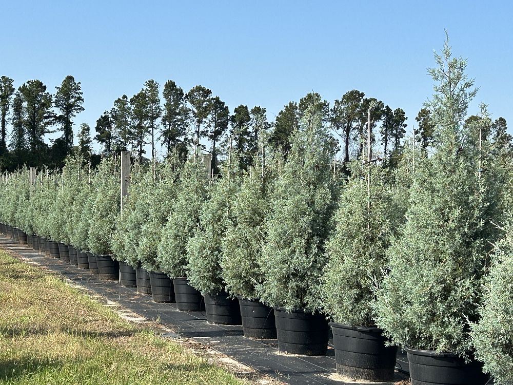 cupressus-arizonica-glabra-carolina-sapphire-arizona-blue-cypress-smooth-bark-arizona-cypress-callitropsis-glabra