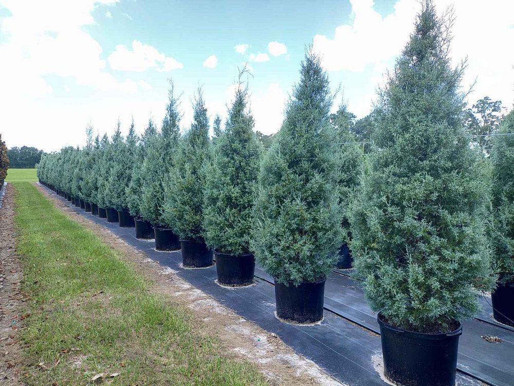 cupressus-arizonica-glabra-carolina-sapphire-arizona-blue-cypress-smooth-bark-arizona-cypress-callitropsis-glabra