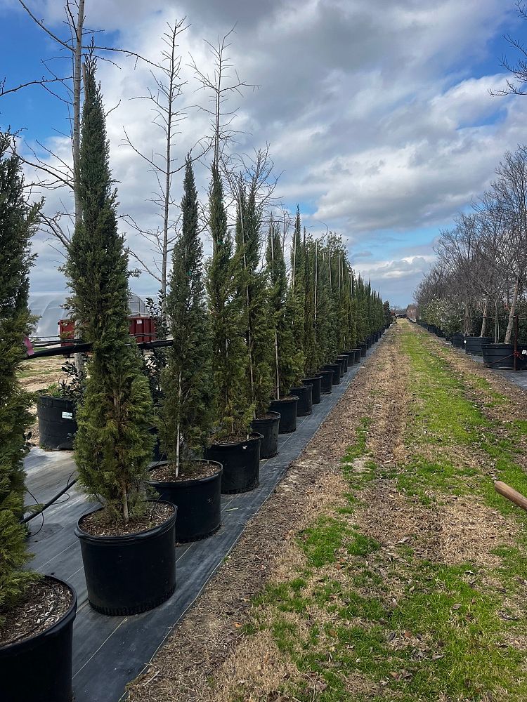 cupressus-arizonica-glabra-carolina-sapphire-arizona-blue-cypress-smooth-bark-arizona-cypress-callitropsis-glabra